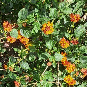 Meet your Posher, Carmen